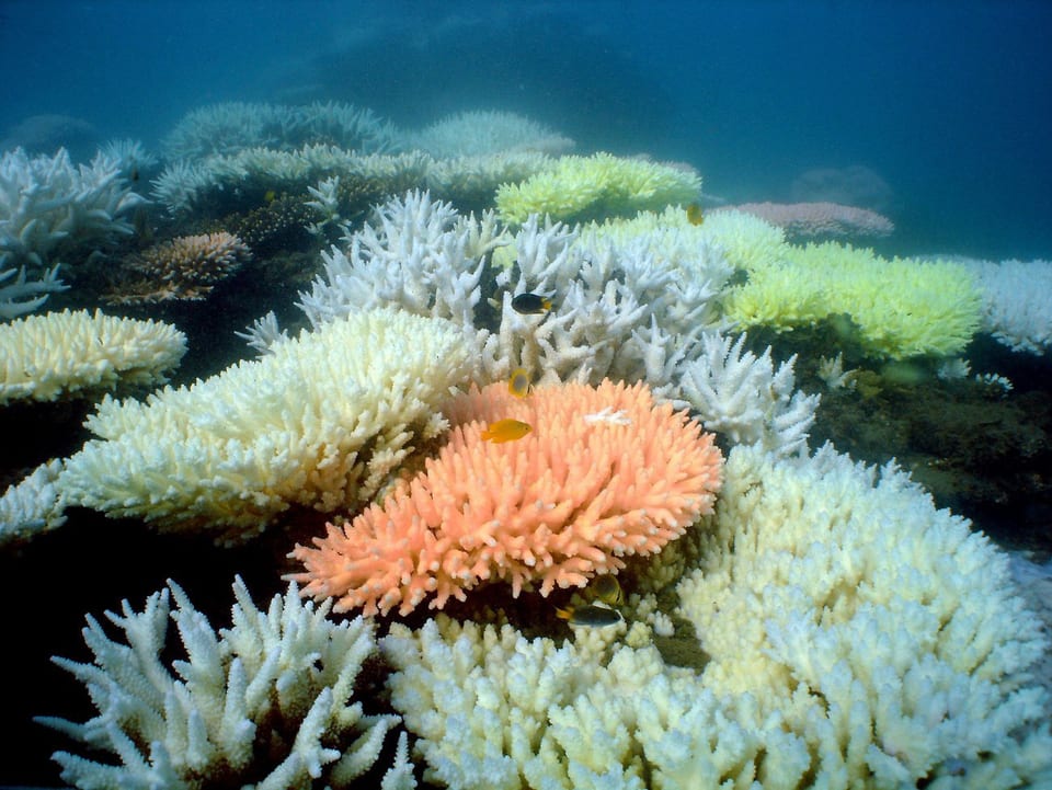 Verschiedene Korallenarten wiegen sich mit den Meeresbewegungen.