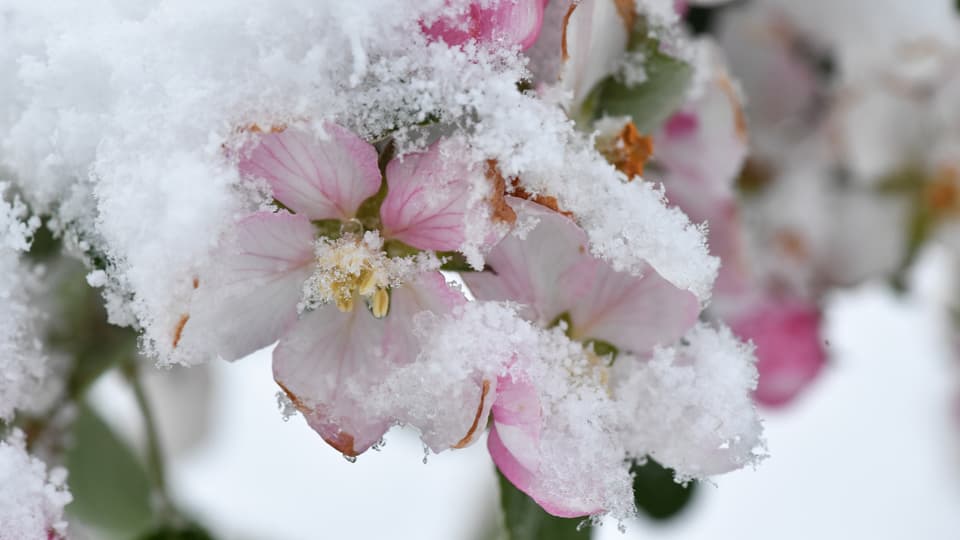 Apfelblüte im Schnee