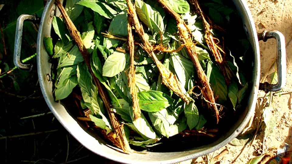 Ayahuasca im Trend Eine Urwalddroge für die Grossstadtkinder Kultur