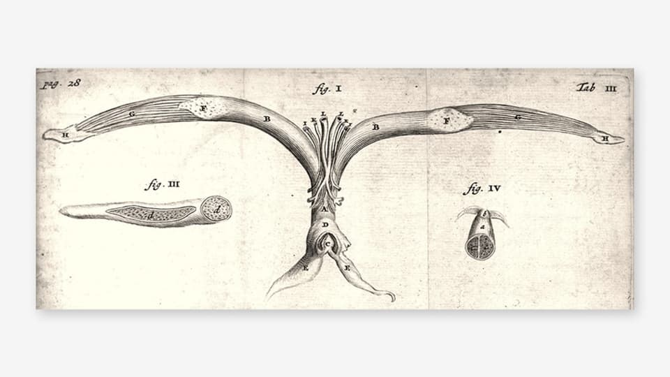 Illustration einer Klitoris aus dem 17. Jahrhundert