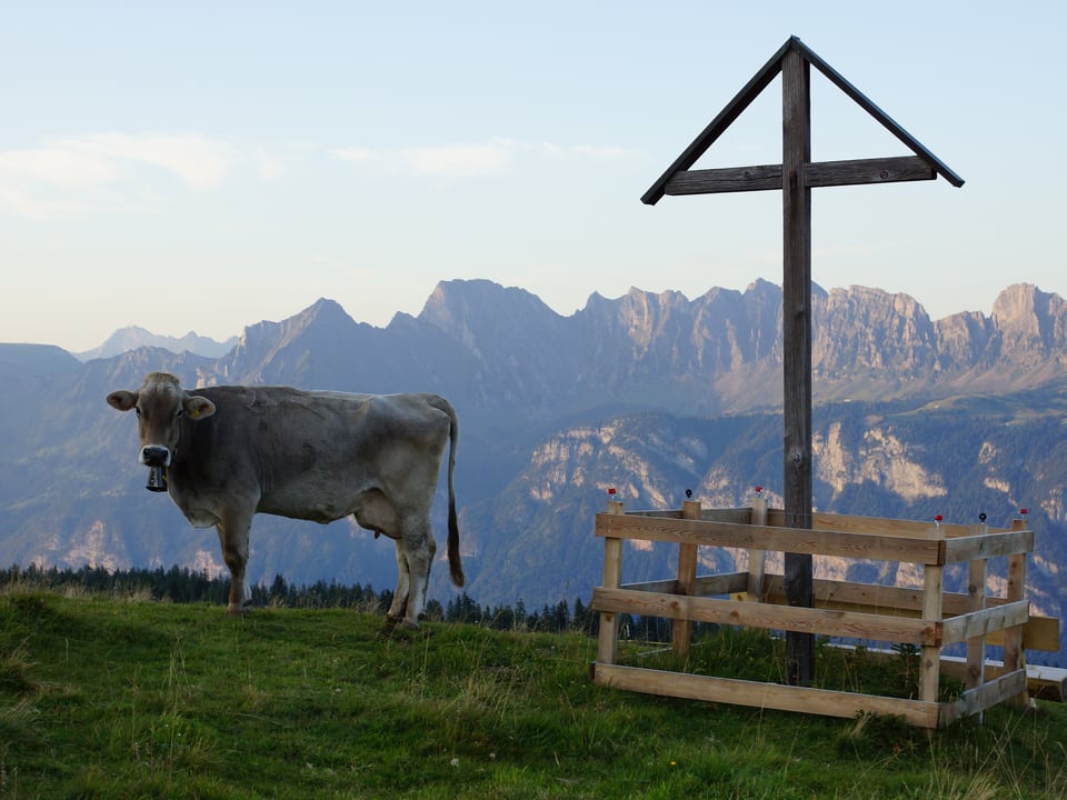 Eine Kuh neben einem Holzkreuz auf einer Alp.