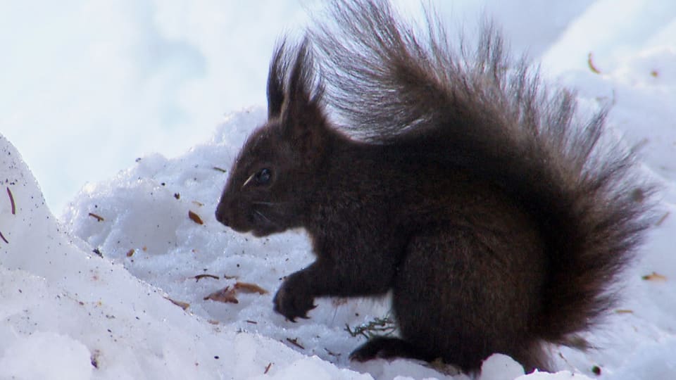 Das Eichhörnchen vergräbt seine Nüsse als Wintervorrat. Die Nüsse, die es vergisst, treiben im nächsten Frühjahr aus