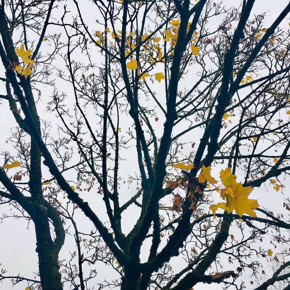 An einem Ahornbaum hängen letzte gelbe Blätter.