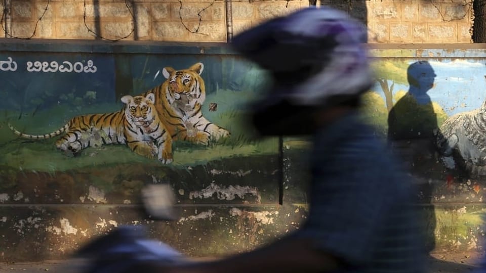 Tigerbestand laut Indiens Regierung 30 Prozent höher