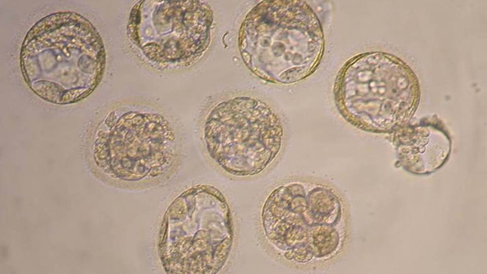 Befruchtete Eizellen unter dem Mikroskop, Zellteilung sichtbar.