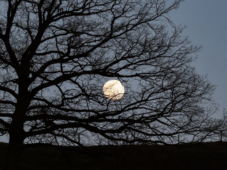Der Mond scheint durch einen Baum hindurch.