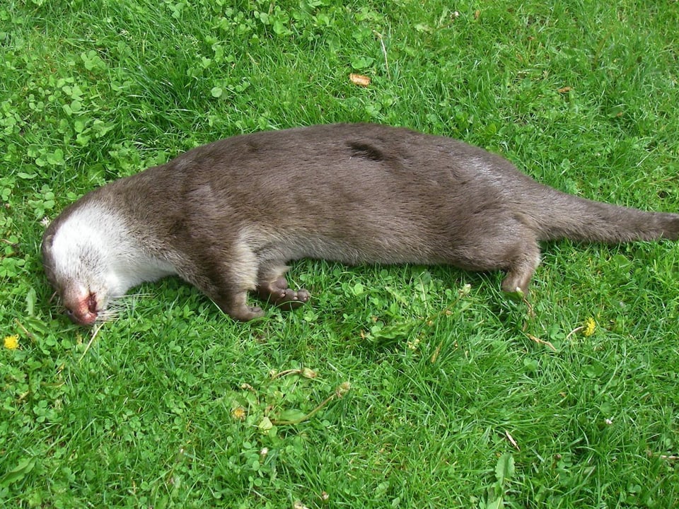 Ein toter, überfahrener Otter.