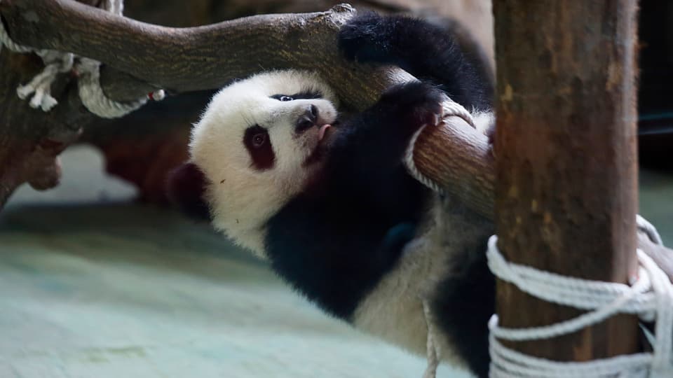 Ein Pandabär hängt an einem Ast.