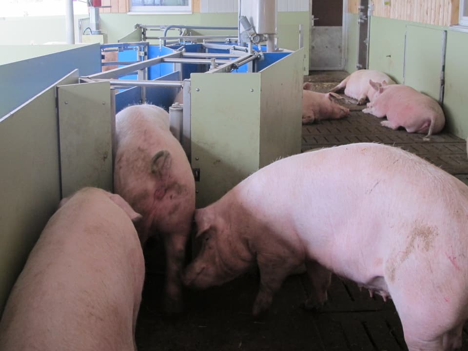 Schweine an der Fütterungsstation.
