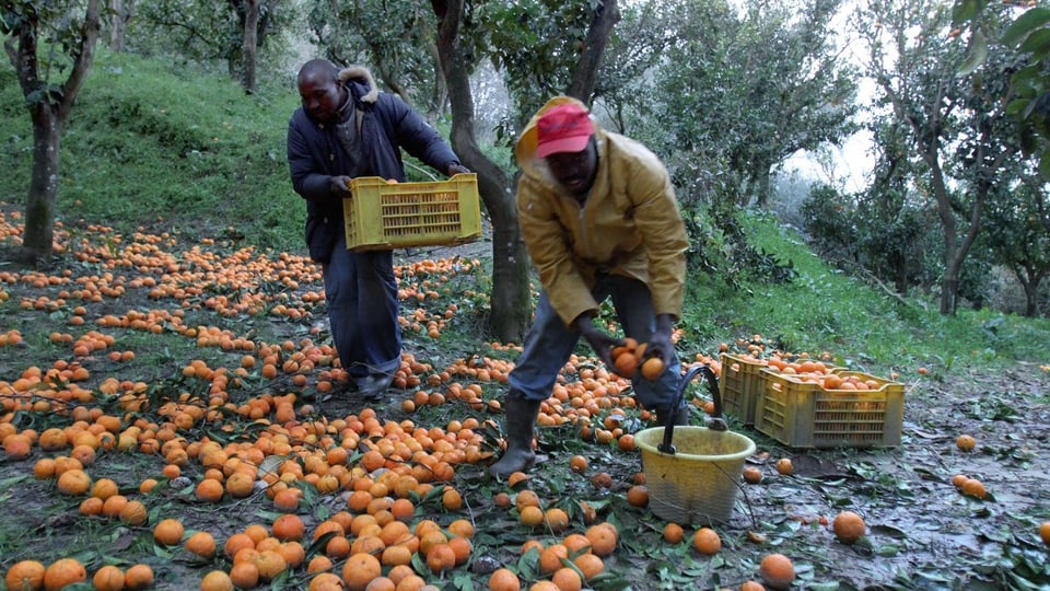 Zwei afrikanische Immigranten lesen auf einer Plantage Orangen auf.