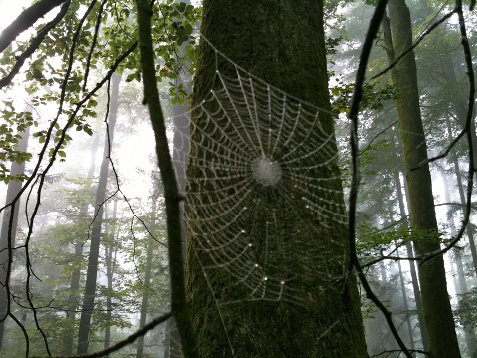 Spinnennetz im Wald.