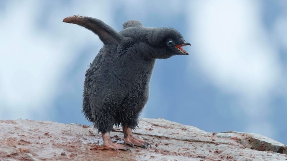 Wie Pinguin-Kot das Eis der Antarktis zurckbringen knnte - Wissen - SRF