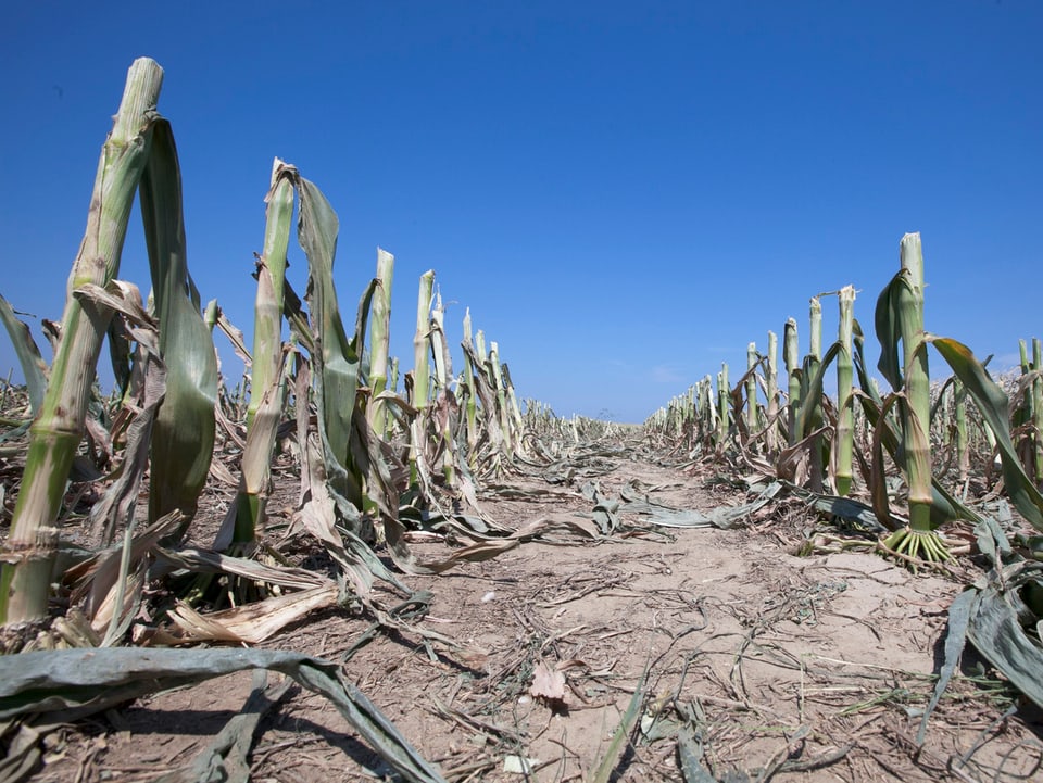 Die globale Erwärmung führt zu Ernteausfällen, wie hier im Juli 2012 im Bundesstaat Nebraska. 