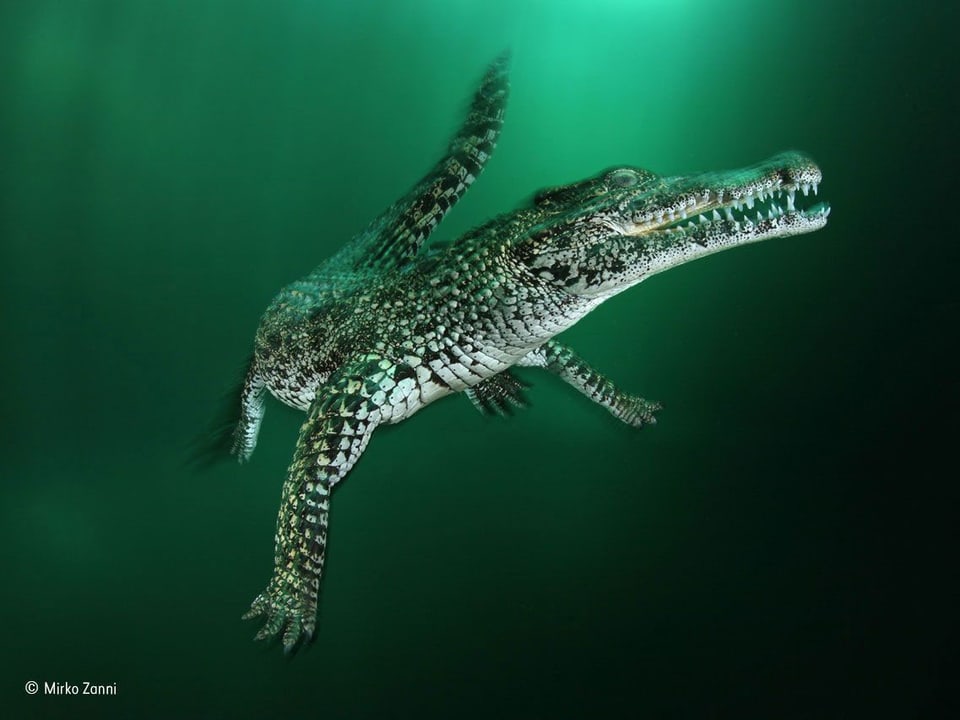 Krokodil in trübem Wasser