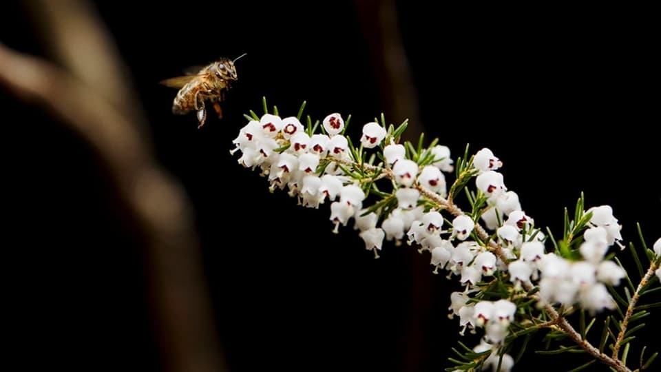 Eine Biene im Anflug auf eine Baumheidenblüte.