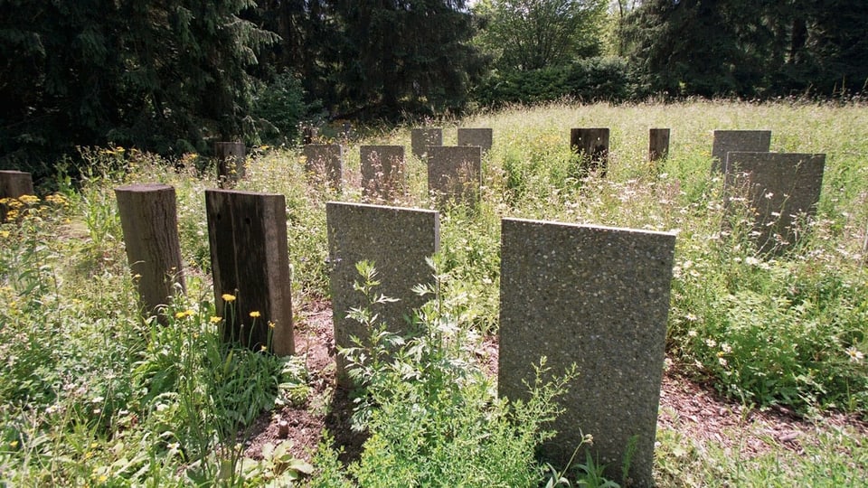 Eine Grabreihe mit viel Gras im Zürcher Friedhof Nordheim 