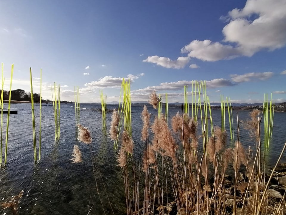 Blick über den Murtensee, blauer Himmel mit wenigen Wolken.