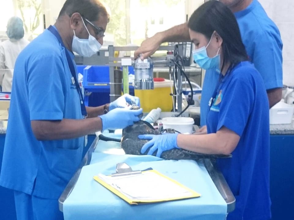 Drei Ärzte im blauen Kittel behandeln einen Falken.