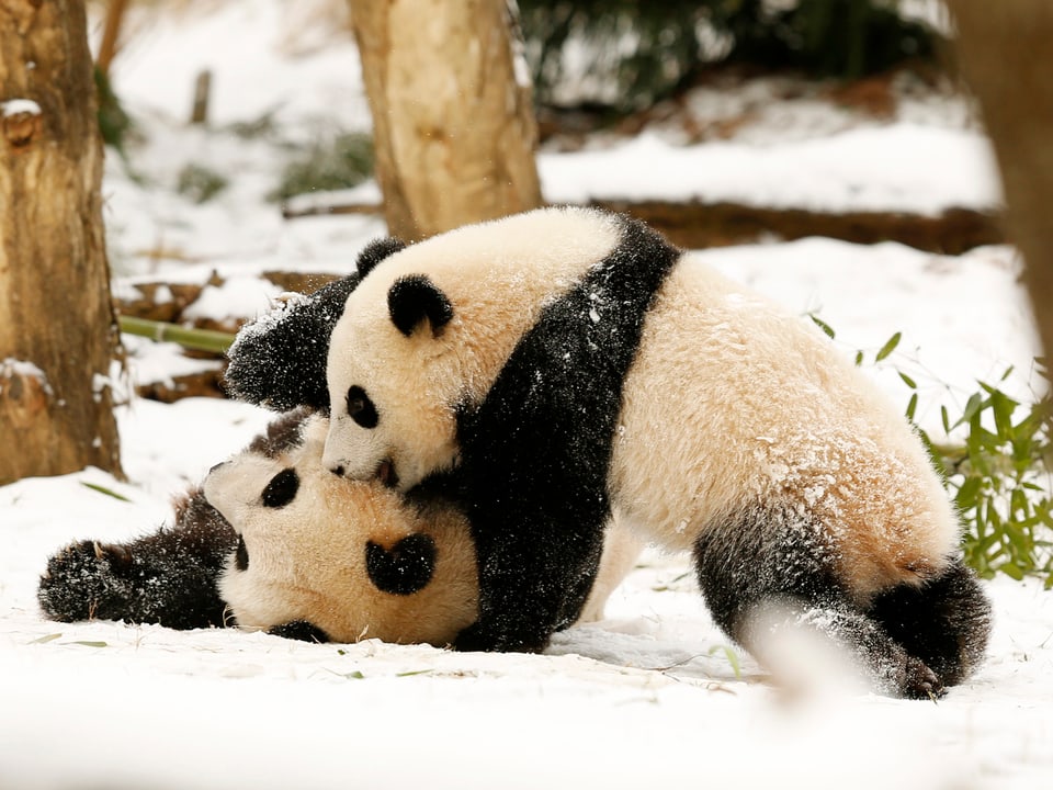 Zwei Pandabären tollen im Zoo von Washington miteinander herum.
