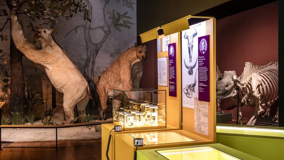 Das Naturhistorische Museum Basel feiert seinen 200. Geburtstag