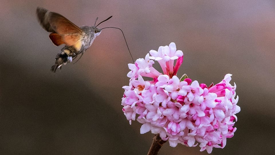Forscher schlagen Alarm: Anzahl und Vielfalt der Insekten brechen ein