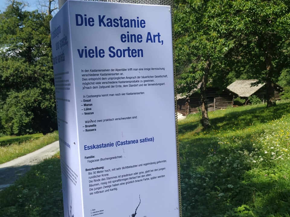Schild mit Informationen zur Edelkastanie- Maroni.