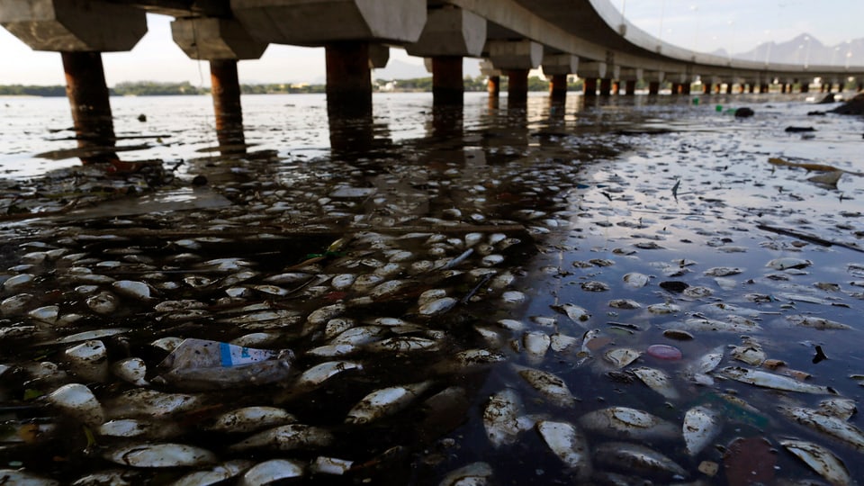 Eine Brücke über dem Wasser, im Wasser schwimmen tote Fische und Abfall