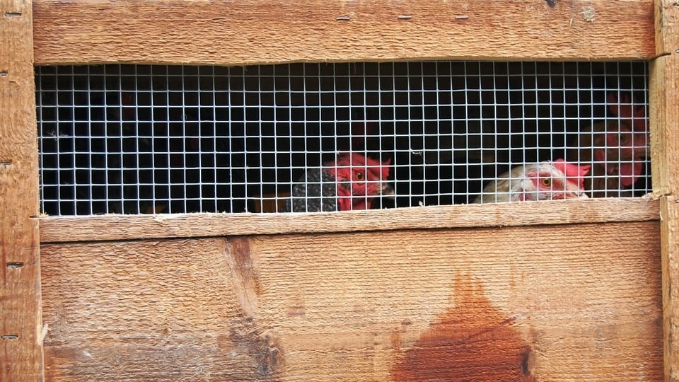 Verschlag mit kleinem vergittertem Fenster, dahinter zwei Hühner