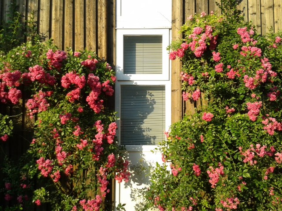Rosa Blumen ranken sich um einen Hauseingang.