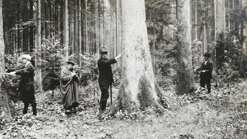 Eine schwarz-weiss Aufnahme von Männern, welche Bäume vermessen.