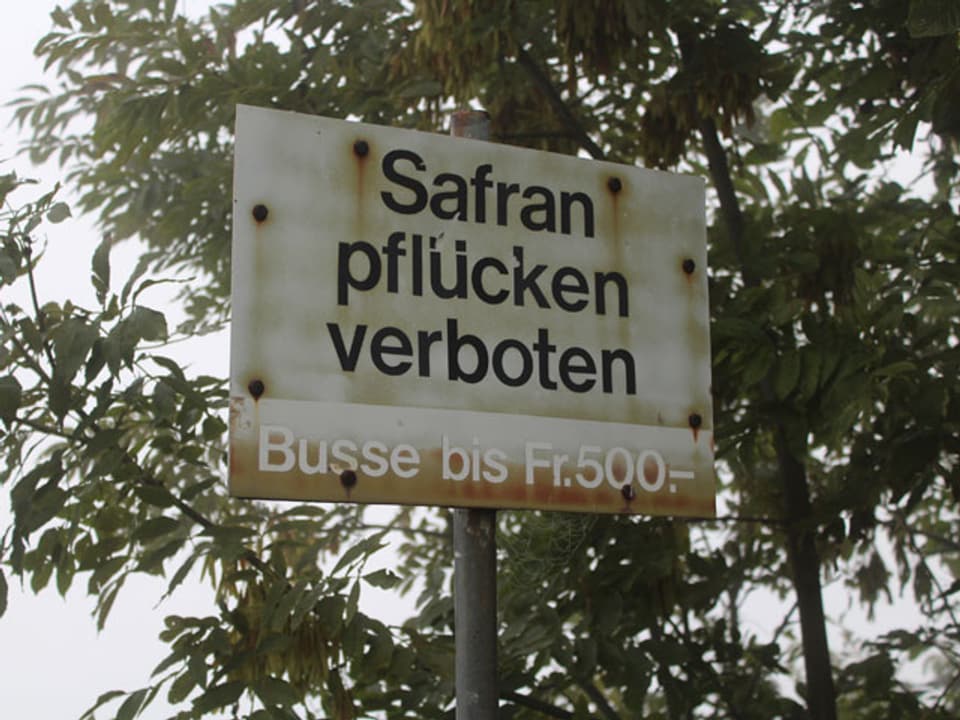 Schild mit der Aufschrift: Safran pflücken verboten