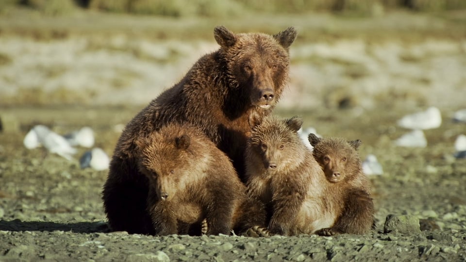 Eine Bärenmutter sitzt mit ihren drei Jungen auf einer Wiese.