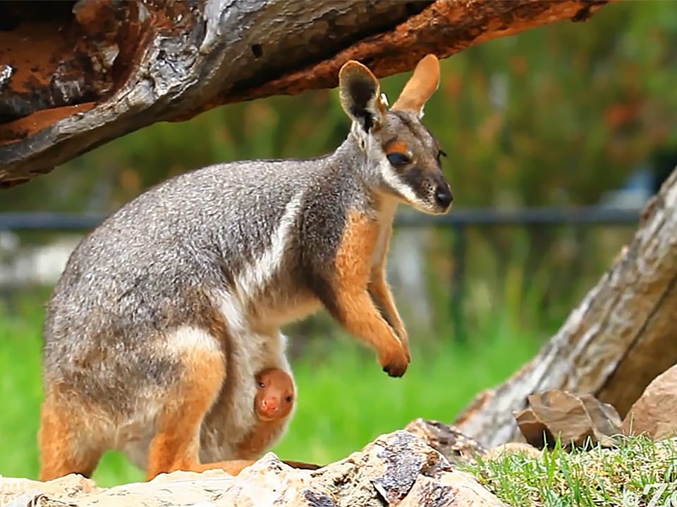 Ein Känguru schaut aus dem Beutel eines Muttertieres in die Kamera.