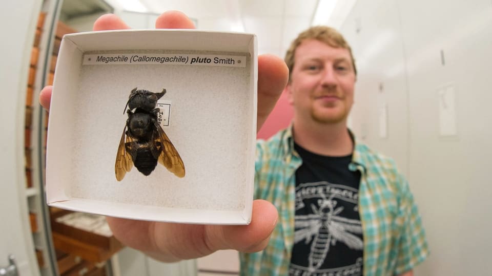 Ein Mann hält eine präparierte Riesenbiene in einer Schachtel in die Kamera.