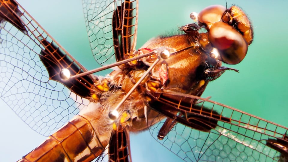 Libelle mit winzigen, reflektierenden Punkten auf dem Rücken.