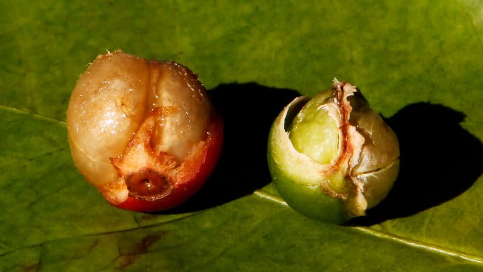 Zwei Kaffeekirschen auf Blatt