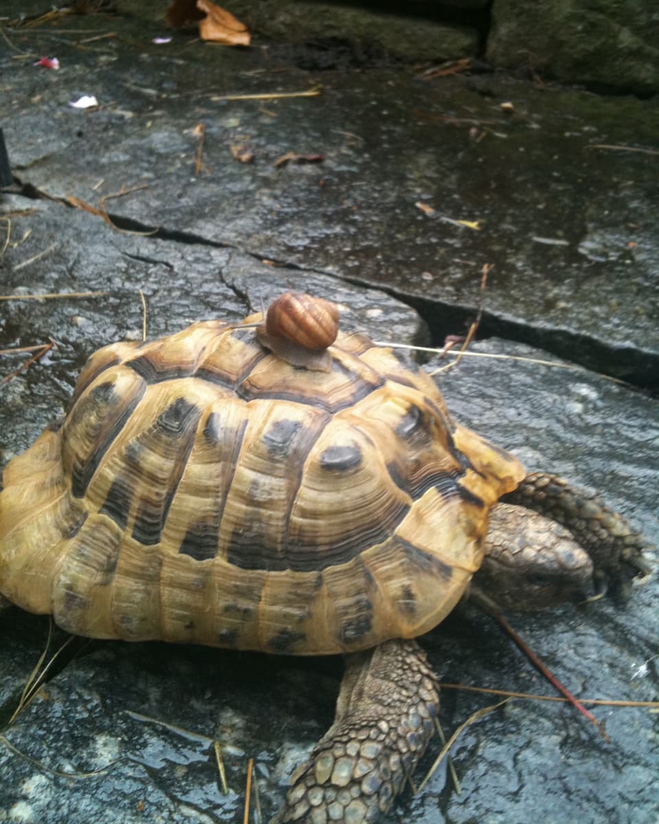 Eine Schnecke sitzt auf einer Schildkröte