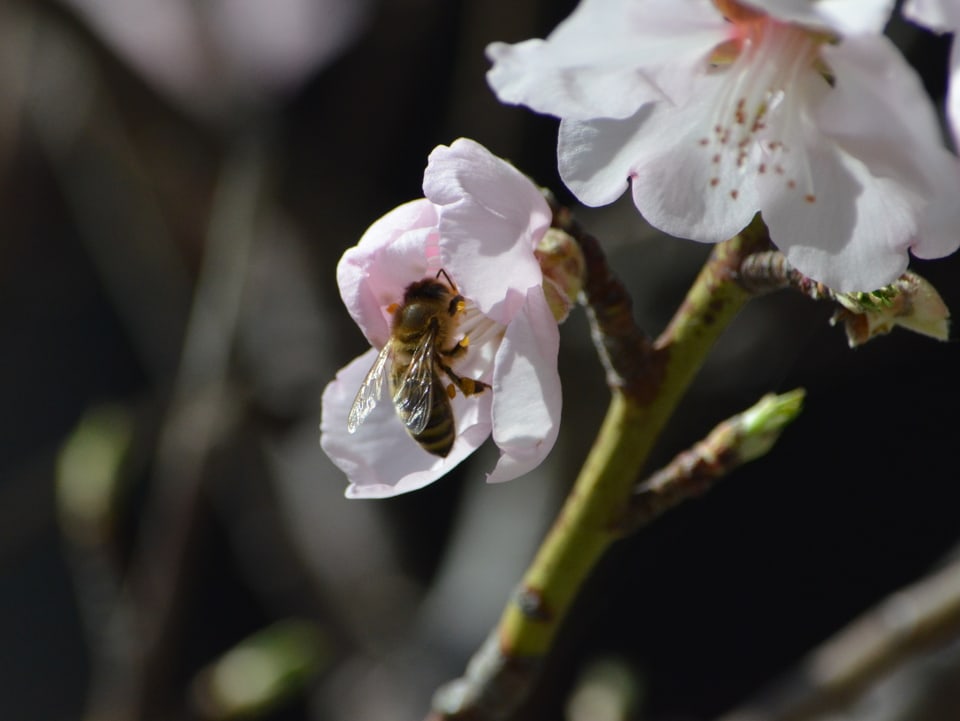 Eine Biene sucht den Nektar in einer Mandelblüte.