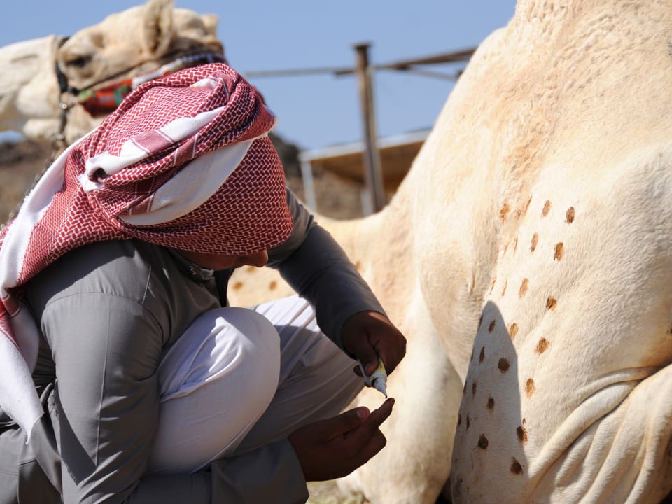 Mann trägt Henna-Tupfen auf sein Kamel auf.
