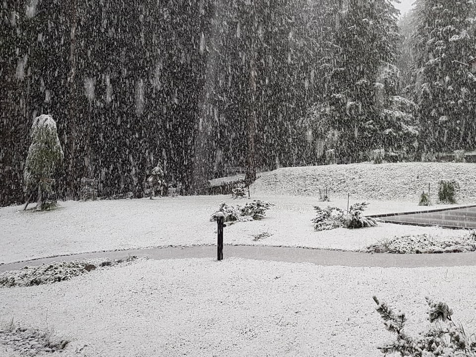 Schneefall im Juli in Arosa, die Tanne sind bereits eingeschneit.