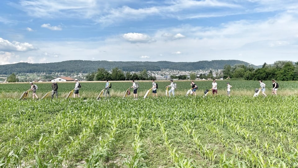 Mehrere Menschen fahren mit Schubkarren durch ein Feld