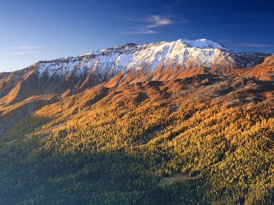 Farbenexplosion der goldigen Lärchen mit einer kleinen feinen Cirren-Wolke im Val Müstair.