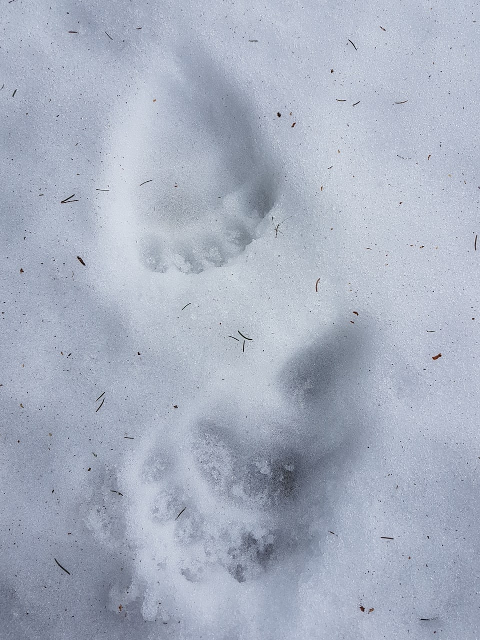 Spuren von Bärenpfoten im Schnee.