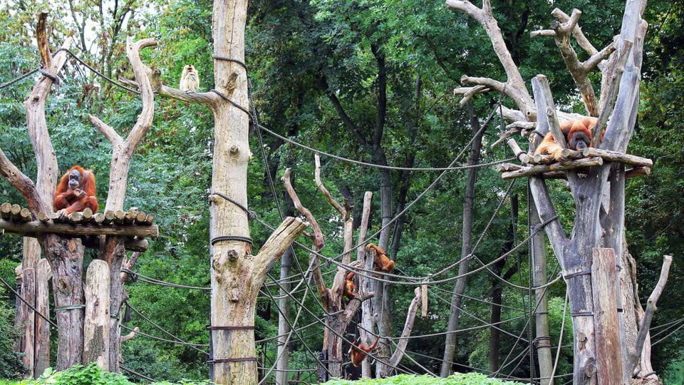 Orang Utans in der Aussenanlage im Zoo Leipzig.