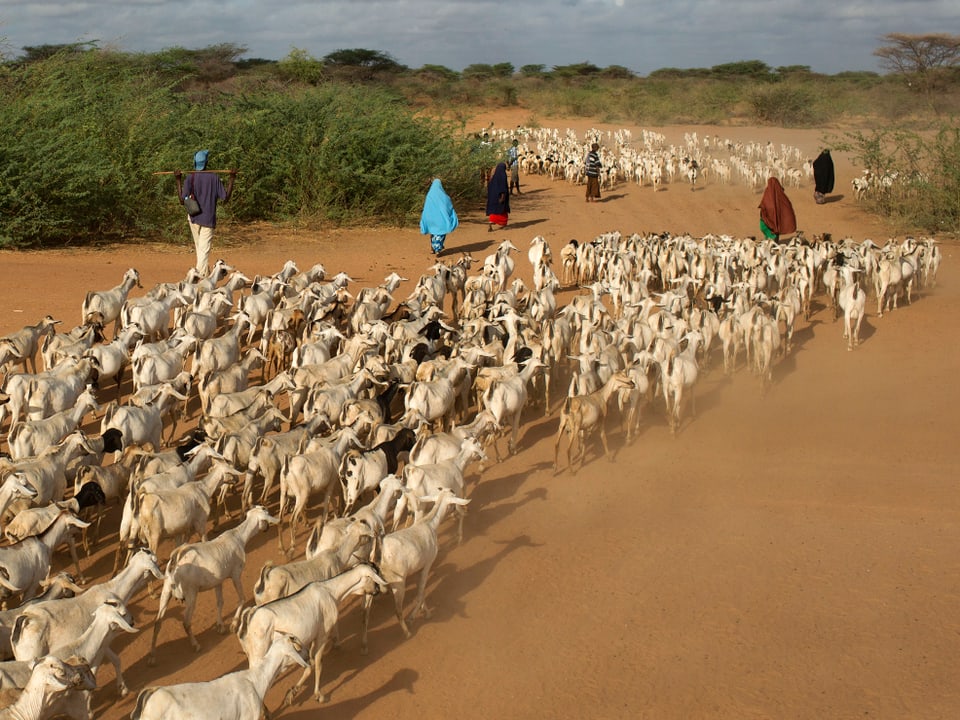 Nomadische Ziegenhirten in Dadaaba. 