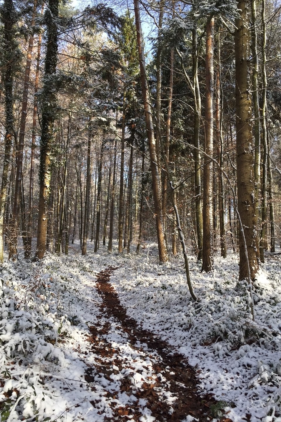 Verschneiter Weg im Wald.