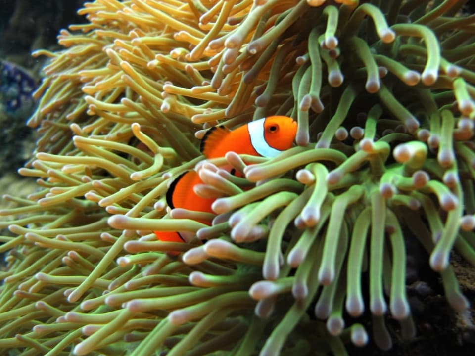 Ein Clownfisch versteckt sich in einer Anemone.