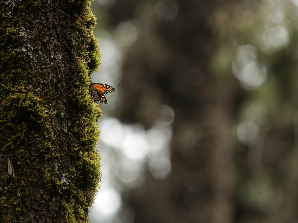 Schmetterling an Baum in Mexiko
