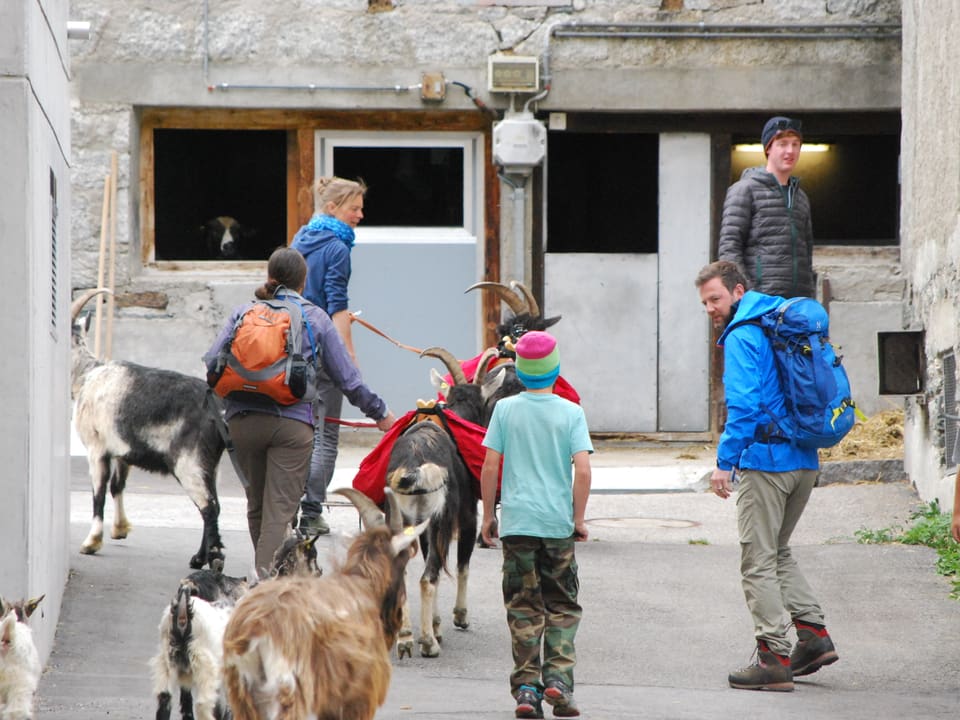 Nik Hartmann, zwei Junge Frauen und viele Geissen in verschiedenen Grössen machen sich auf zum Trekking. 