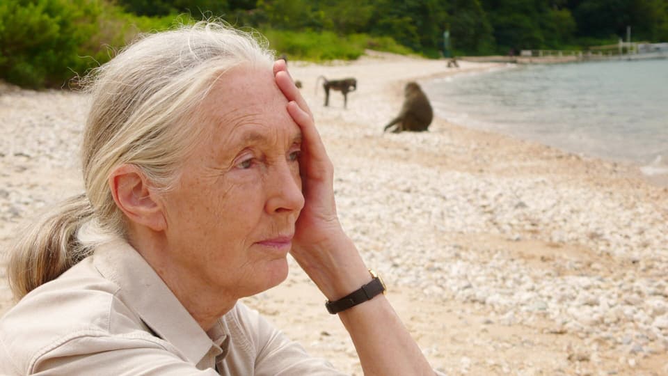 Eine Frau sitzt am Strand und fasst sich an die Stirn. Im Hintergrund: Affen